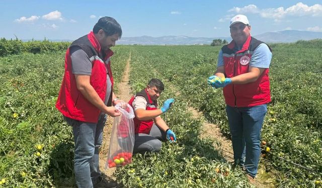 Organik domates üretimine kalıntı denetimi