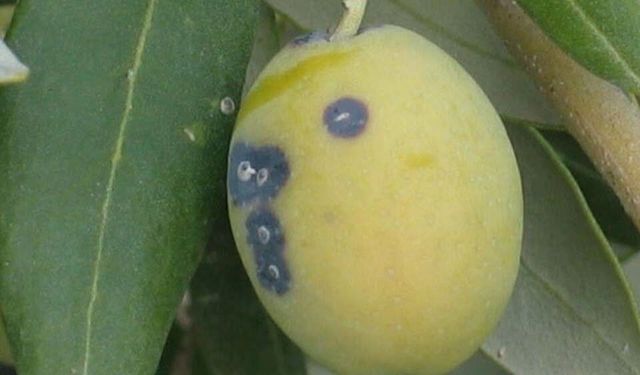 Salihli'de zeytin üreticilerine kritik uyarı