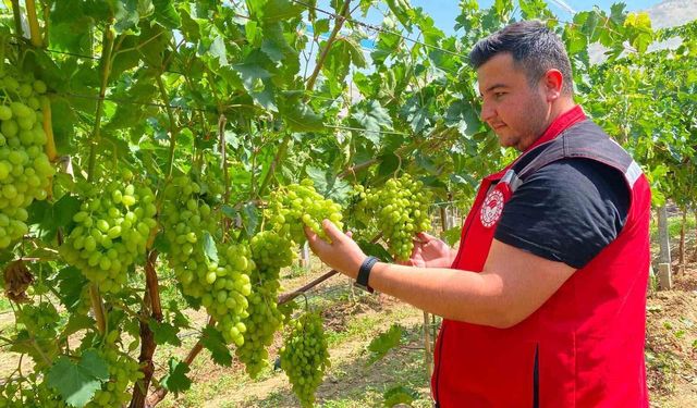 Sarıgöl'de erkence üzüm hasat dönemi yaklaşıyor