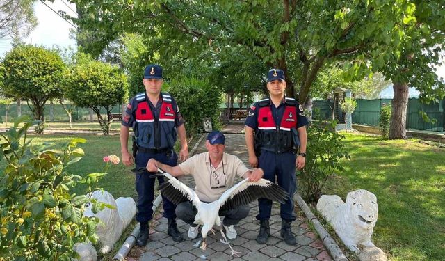 Yaralı leylek için seferber oldular
