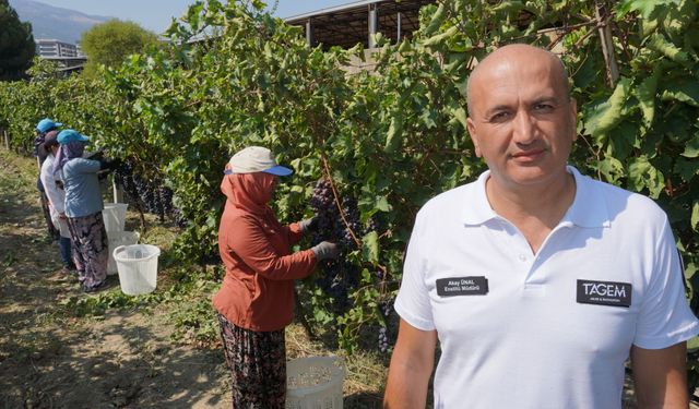 Manisa'da üzüm ihracatı bugün başlıyor