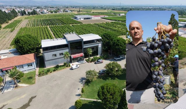 Manisa’da yaş üzüm hasadı başladı