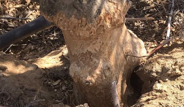 Artan tarla farelerine karşı mücadele başladı