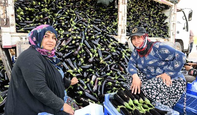 Selin yıktığı tarlada yeniden hasat sevinci