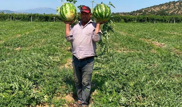 Tarlada para etmeyen karpuzu pazarda kendisi satıyor