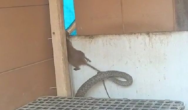 Yılanın fareyi yakaladığı anlar kamerada