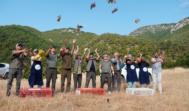 Manisa'da 1.200 adet Kınalı Keklik doğaya salındı