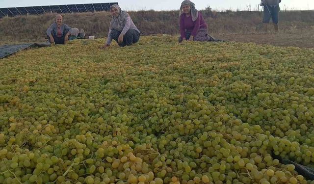 Fiyatlardaki dengesizlik çiftçiyi kuru üzüme sevk etti