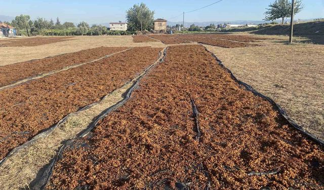 TMO'nun kuru üzüm alımı çiftçiyi rahatlattı