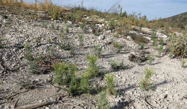 Manisa'da yanan ormanlar yeniden yeşerecek