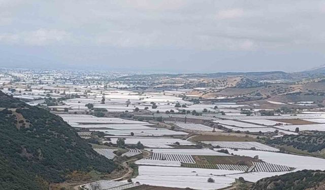 Sarıgöl'de binlerce ton üzüm örtü altında bekliyor