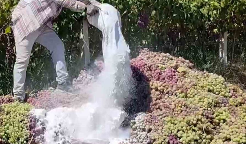 Manisa’da yasaklı ilaç kullanılan 6 ton üzüm imha edildi