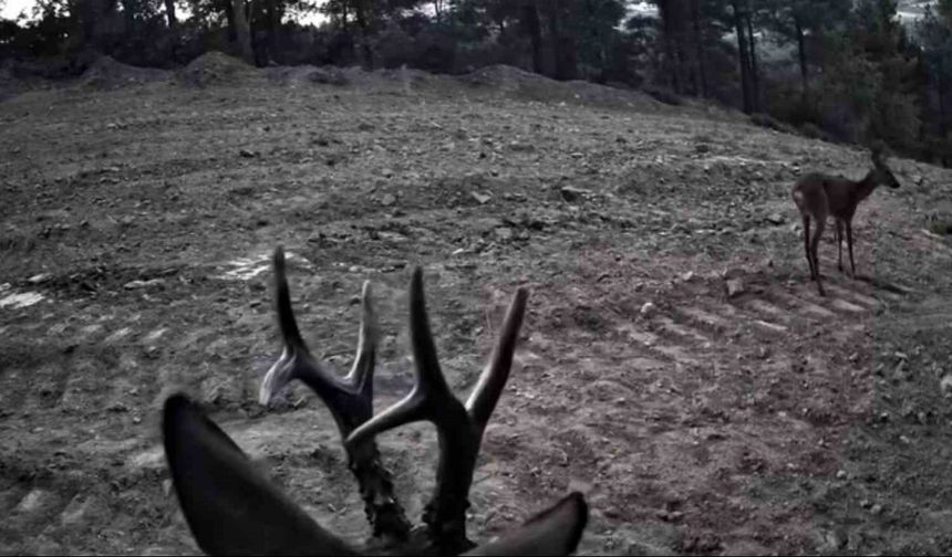 Tekirdağ’da fotokapanlara yansıyan karacalar görüntülendi