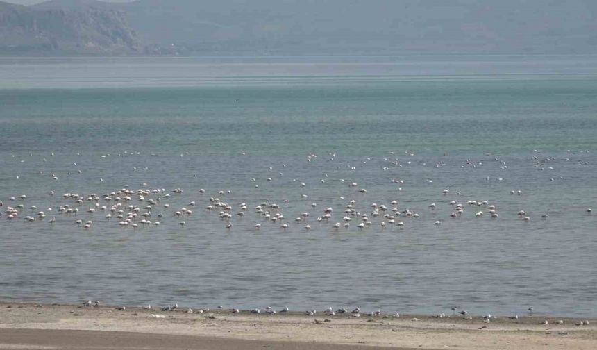 Van Gölü Havzası misafirlerini ağırlıyor