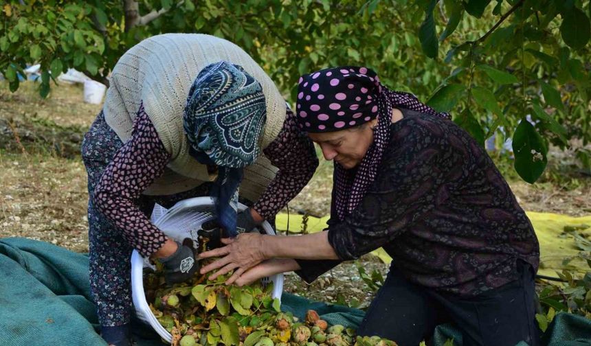 Demirci’de ceviz hasadına başlandı