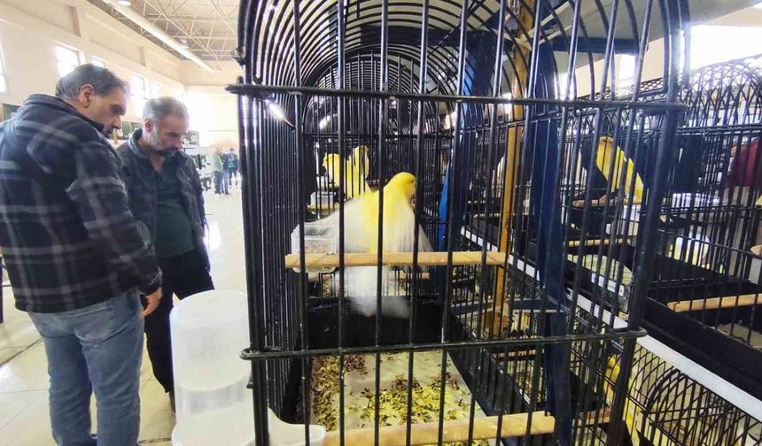 Manisa’da 3 bin kanarya yarıştı