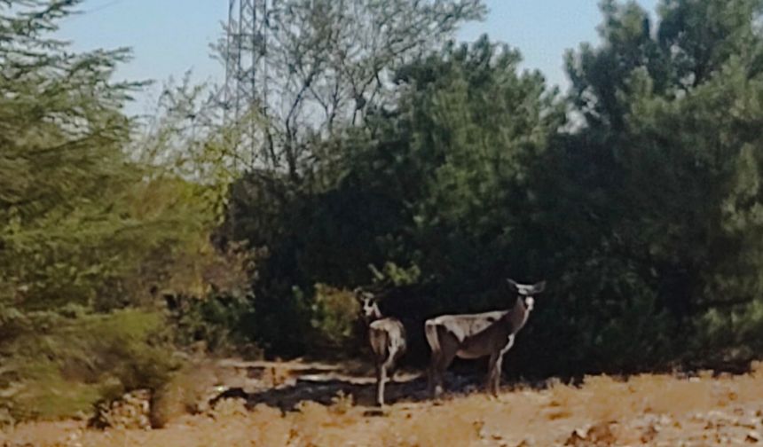 Kızıl geyikler Spil’de görüntülendi