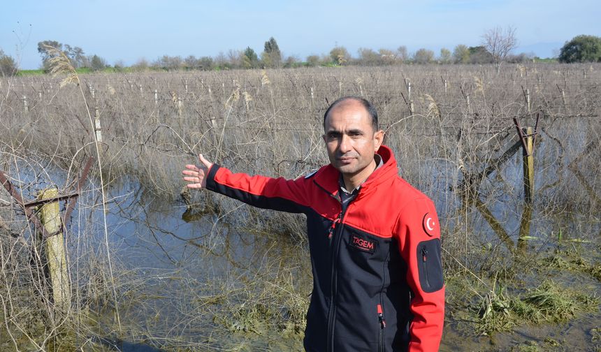 Rekor yağıştan su altında kalan bağlarda budama yapılamıyor
