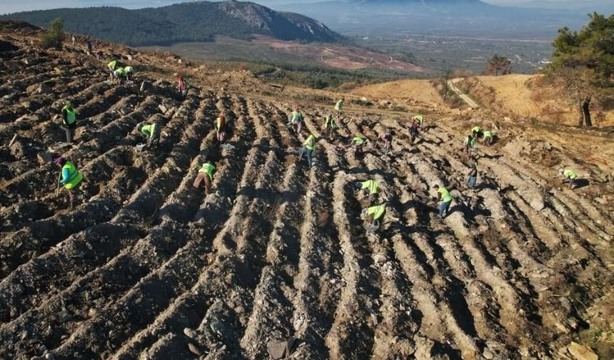 Akhisar'da yanan alanlar yeniden yeşeriyor: 2 milyon 325 bin fidan toprakla buluşacak