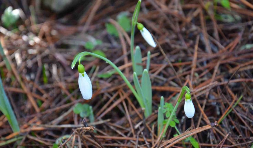 Bu çiçeği koparmanın bedeli dudak uçuklatıyor