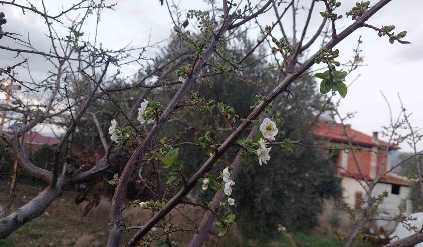 Sarıgöl'de ağaçlar çiçek açtı, dağlar mantar doldu