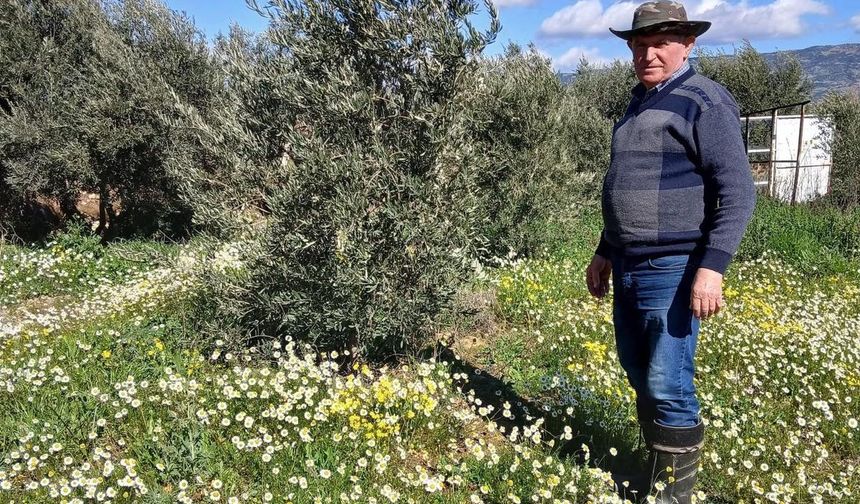 Sarıgöl'de şubat ayında yalancı bahar yaşanıyor