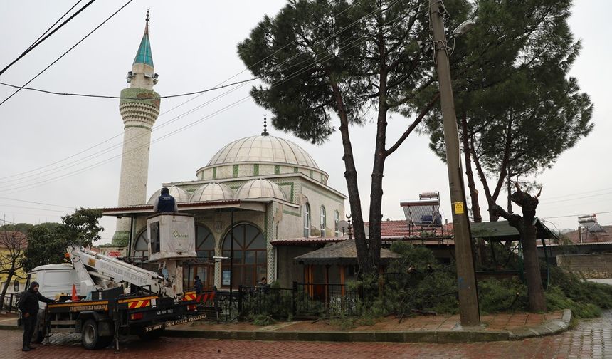 Şehzadeler Belediyesi'nin budadığı dallar ihtiyaç sahiplerinin ocağını ısıtıyor