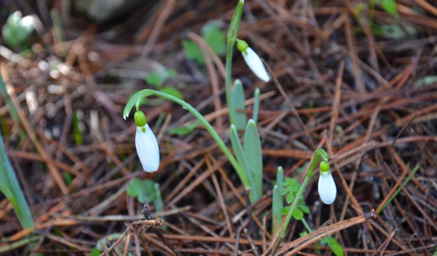 Spil'de kardelenler açtı, koparmanın cezası bir araba parası (ÖZEL HABER)
