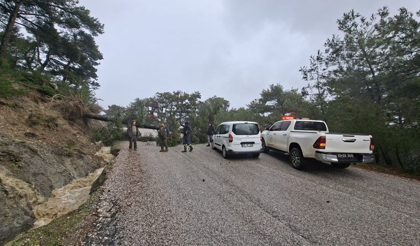 Spil yolunda ağaç devrildi, yol kapandı