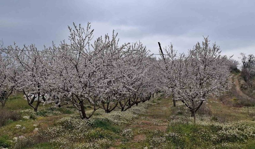 Erken çiçek açan ağaçlar don tehlikesiyle karşı karşıya