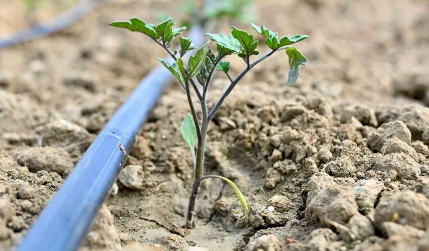 Gördes'te 73 bin domates fidesi toprakla buluşuyor