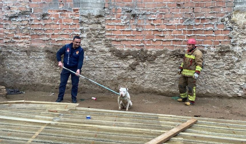 Kapalı inşaat çukuruna düşen köpeği itfaiye kurtardı