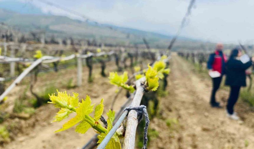 Salihli'de yağışlar Ölükol riskini artırdı