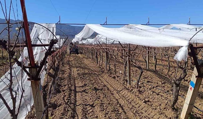 Sarıgöl'de üzüm bağları doluya karşı fileyle korunuyor