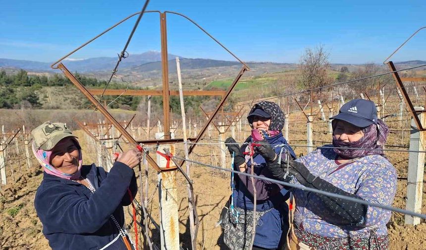 Sarıgöllü kadınlar 8 Mart'ı bağlarda çalışarak kutladı