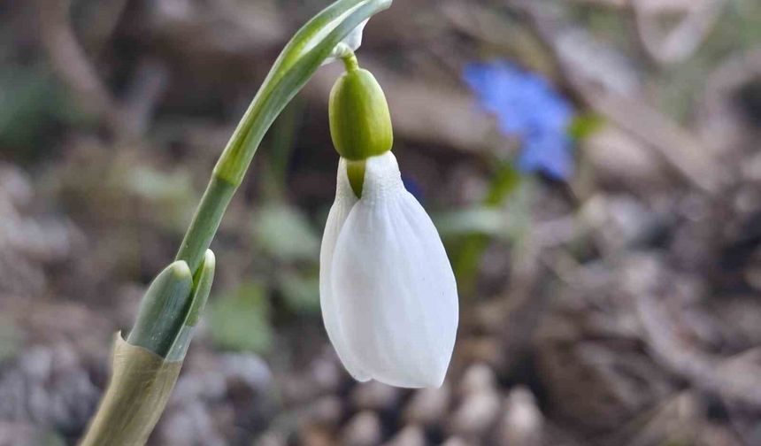 Spil'de kardelenler ikinci kez açtı