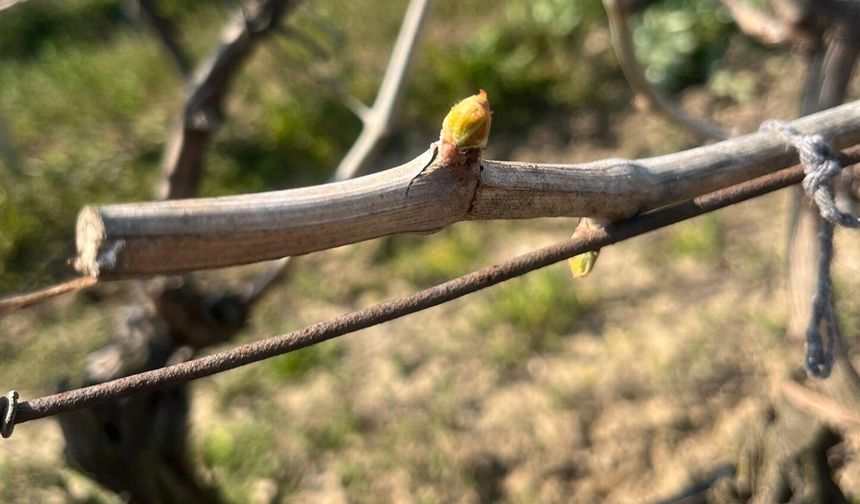 Bağlardaki erken uyanma çiftçiyi korkutuyor