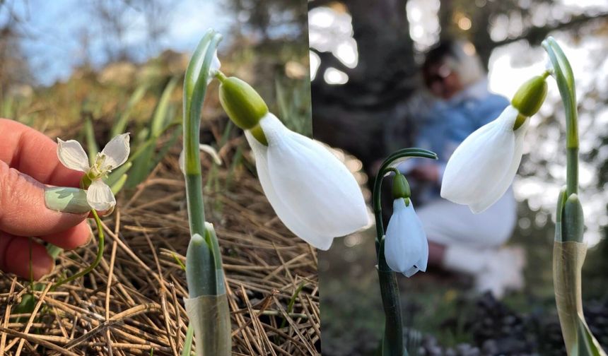 Baharın müjdecisi kardelenler 2. kez açtı