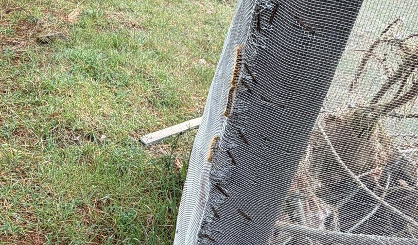 Çam ormanlarında 'Kese kurdu' alarmı