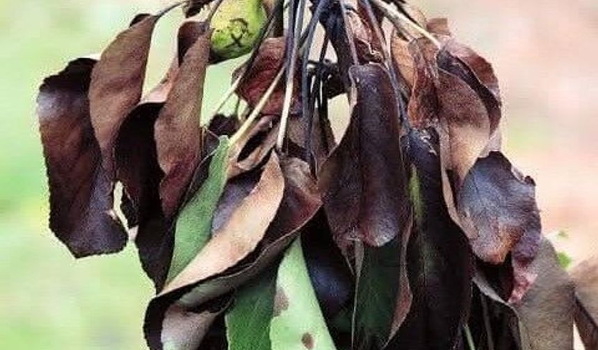 Meyve üreticilerine ateş yanıklığı uyarısı