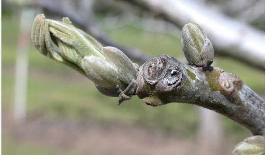 Salihli'de ceviz üreticilerine antraknoz uyarısı