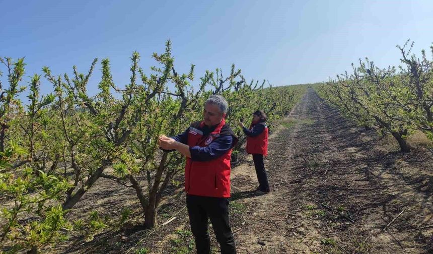 Salihli'de meyve üreticilerine 'Çil ve filiz güvesi' uyarısı