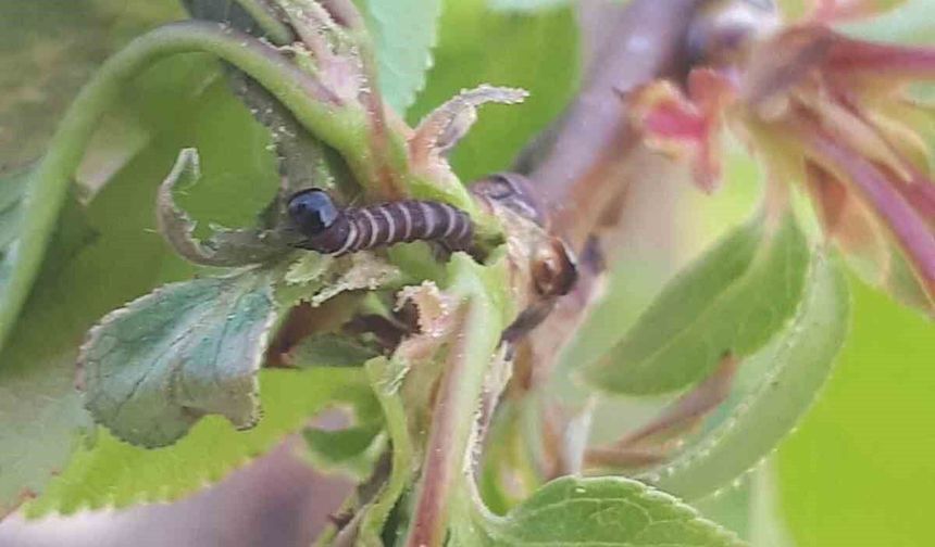 Salihli'de üreticiye kritik uyarı! Meyve ağaçlarında hastalık alarmı