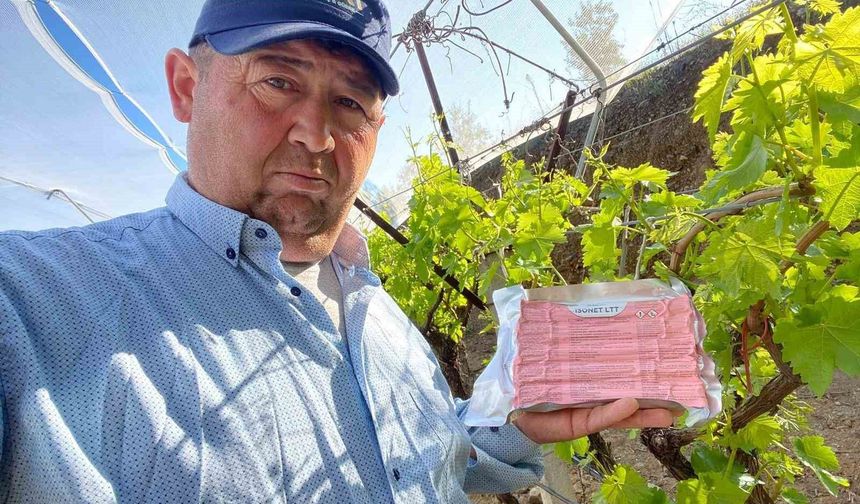 Sarıgöl Ovası'nda üzüm bağlarında 'Fenomen Tel' seferberliği