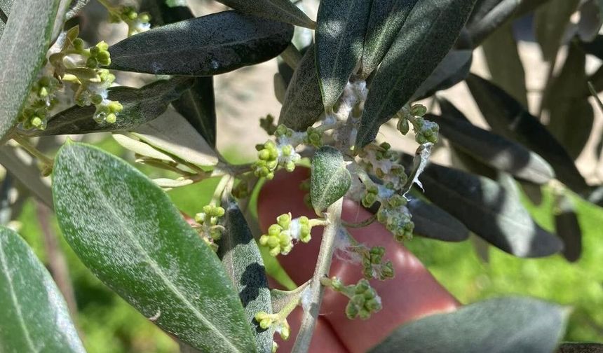 Sarıgöl'de zeytin üreticileri pamuklu bit zararlısına karşı uyarıldı