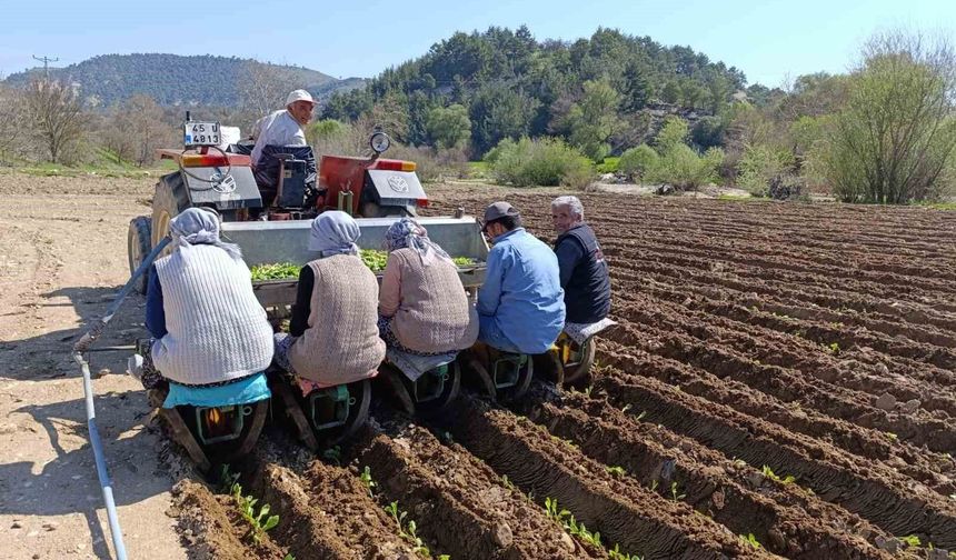 Selendi'de tarım işçisi yevmiyesi 1400 TL oldu