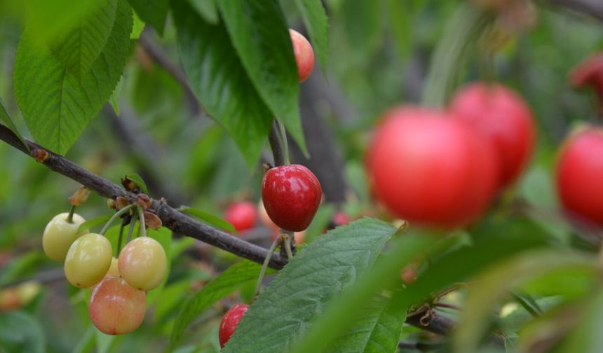 Kuzey Yarımkürenin İlk Kiraz Hasadı Manisa'da Yapıldı