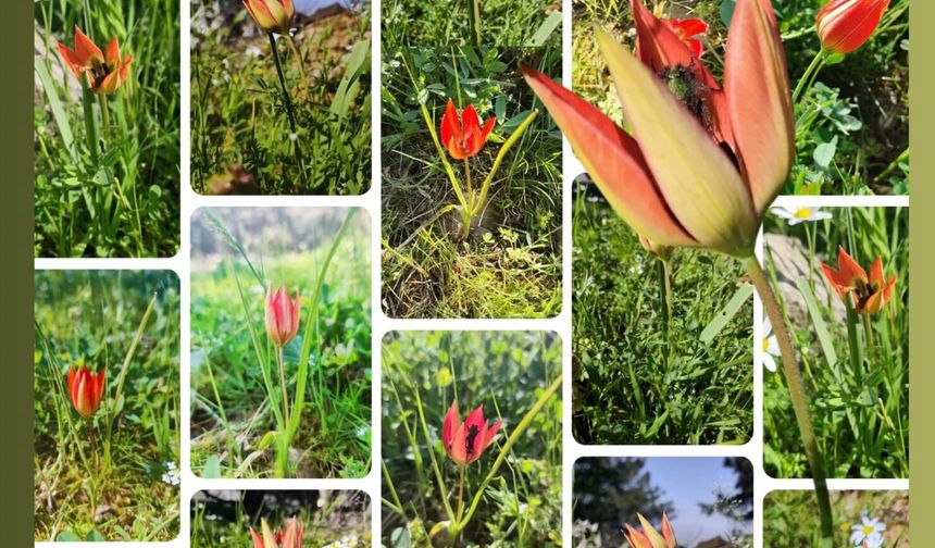 Spil'de Manisa Laleleri çiçek açtı