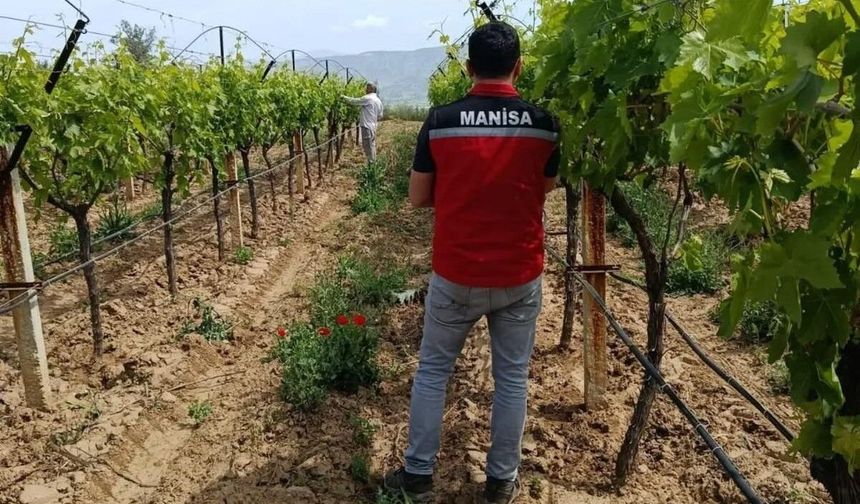 Bağlarda hasat öncesi pestisit denetimi başladı