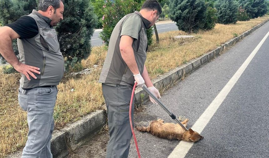 Yaralı çakal tedavi altına alındı